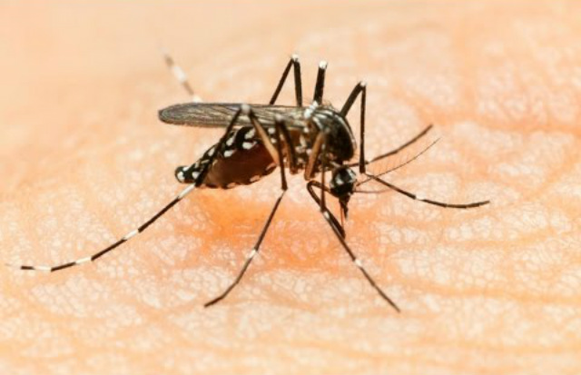 ‘Zona cero’ del Zika: bebés con microcefalia enfrentan un futuro incierto